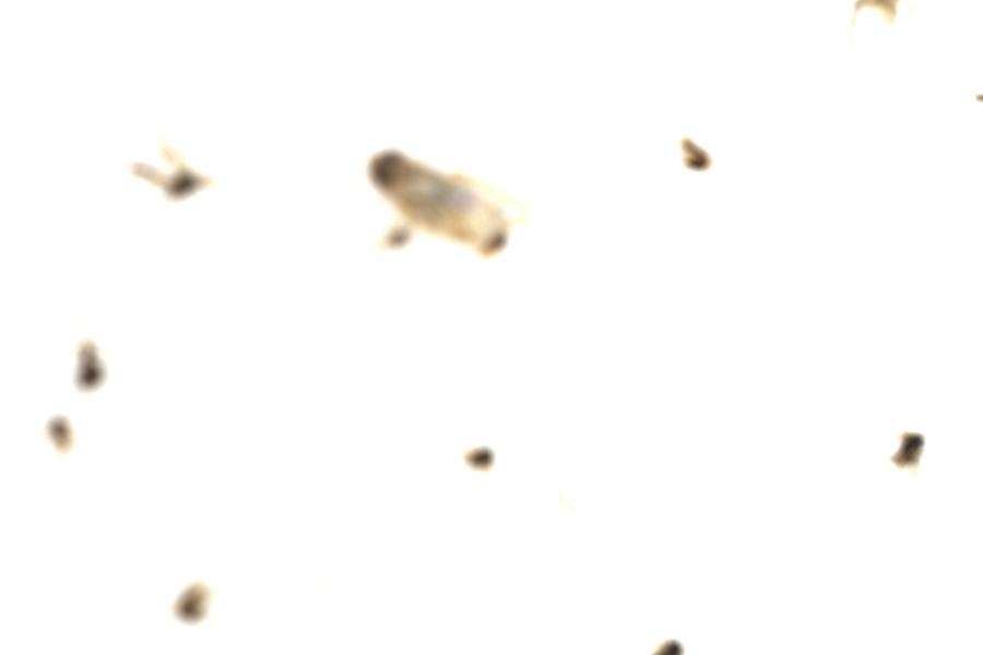 Image 48